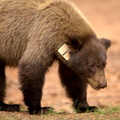 #1 Bear
