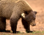 #1 Bear