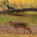 Coyote