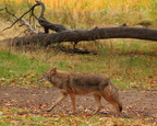 Coyote