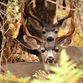 Mule Deer Bucks