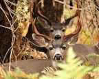 Mule Deer Bucks