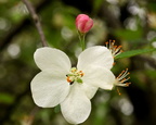 Crabapple Blossoms