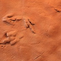 Dinosaur Tracks