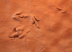 Dinosaur Tracks