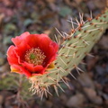 Prickly Pear