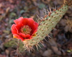 Prickly Pear
