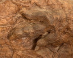 Dinosaur Track