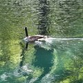Gliding Canada Goose