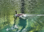 Gliding Canada Goose