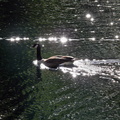 Canada Goose Swimming