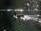 Canada Goose Swimming