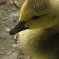 Canada Gosling
