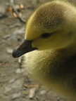 Canada Gosling
