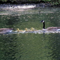 Flotilla