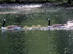 Flotilla