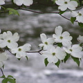 Dogwood