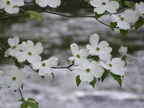 Dogwood