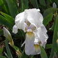 White Iris