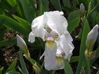 White Iris