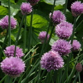 Chive Blossoms