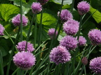 Chive Blossoms