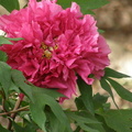 Tree Peony 