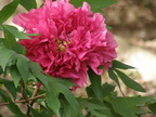 Tree Peony 