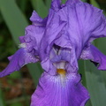 Purple Iris