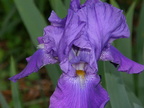 Purple Iris