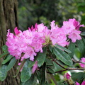 Rhododendron Blossoms