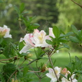 Rhododendrons