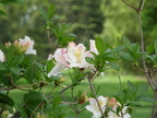 Rhododendrons