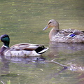 Mallard Pair
