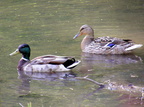 Mallard Pair