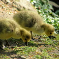 Canada Goslings
