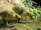 Canada Goslings