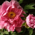 Tree Peonies