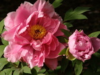 Tree Peonies