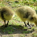 Canada Goslings
