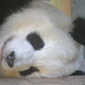 Sleeping Panda
