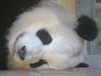 Sleeping Panda
