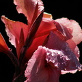 Dark Lily