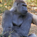 Gorilla