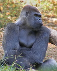 Gorilla