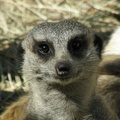 Meerkat