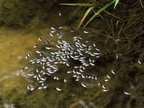 Water Beetles
