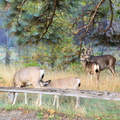 Mule Deer Fawn Nursing