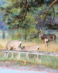 Mule Deer Fawn Nursing