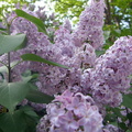 Purple Lilacs